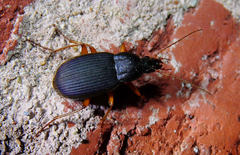 Chlaenius laticollis