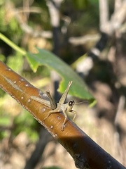 Teicophrys fusiformis