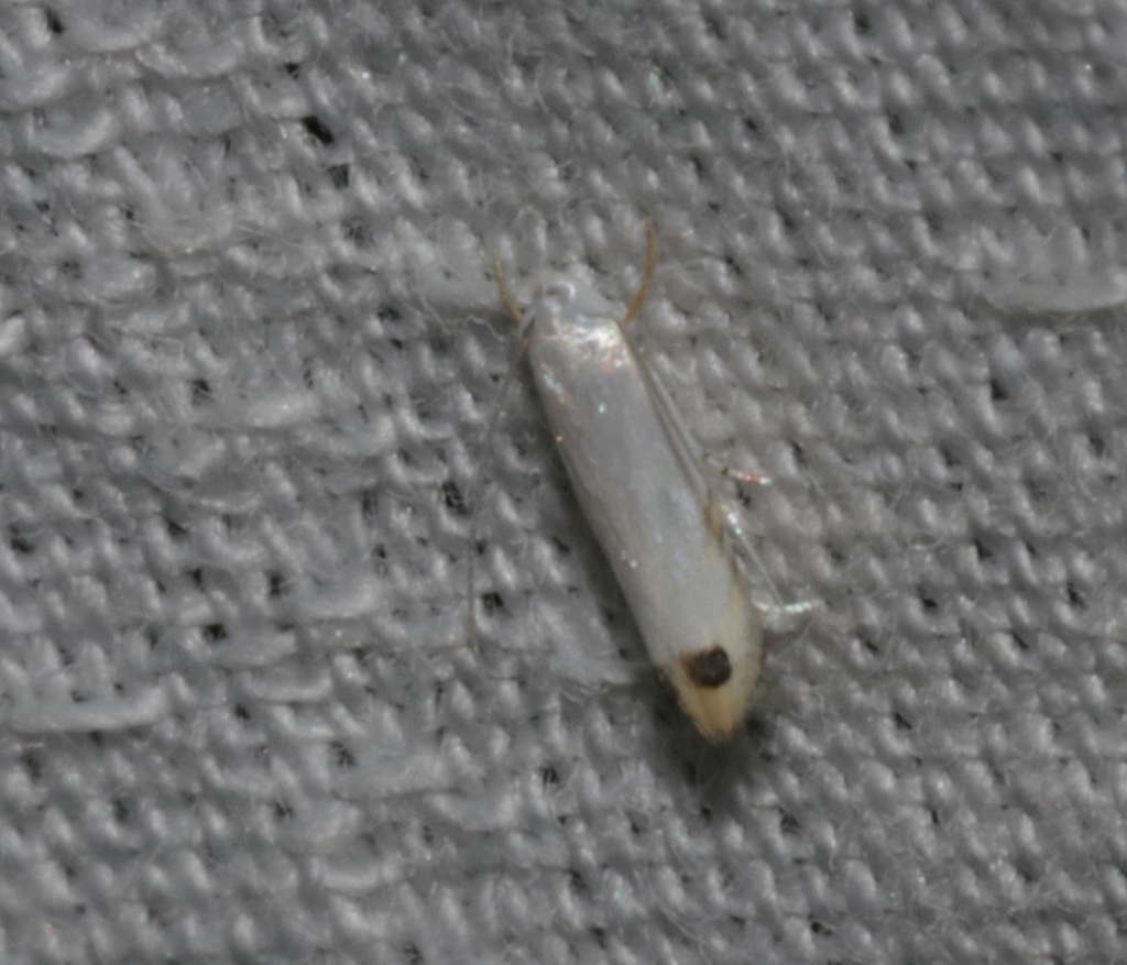 Paraleucoptera