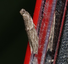 Copamyntis leptocosma