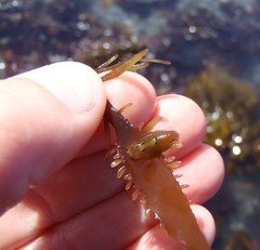 Amphoroidea media