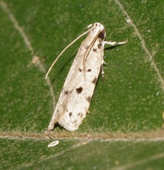 Autosticha calceata