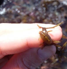 Amphoroidea media