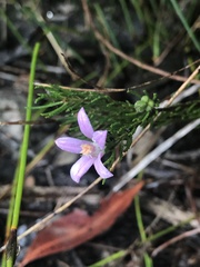 Philotheca reichenbachii
