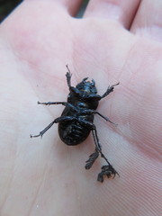 Geodorcus helmsi