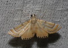 Cataclysta angulata