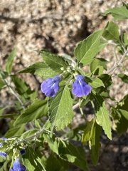 Salvia similis