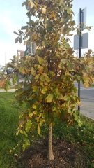 Quercus bicolor