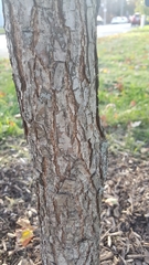 Quercus bicolor
