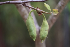 Brachychiton megaphyllus
