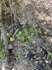 Perityle cuneata marginata