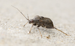 Proboscidocoris malayus