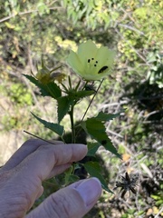 Hibiscus ribifolius