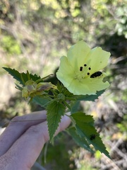 Hibiscus ribifolius