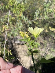 Hibiscus ribifolius