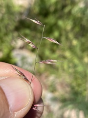 Bouteloua repens