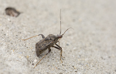 Proboscidocoris malayus