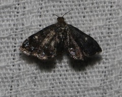 Drosophantis caeruleata