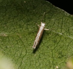 Epicephala lativalvaris