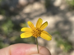 Bidens xanti