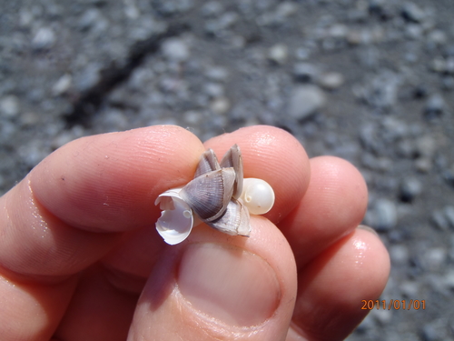 photo of Small Goose Barnacle (Lepas pectinata)