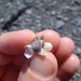 photo of Small Goose Barnacle (Lepas pectinata)