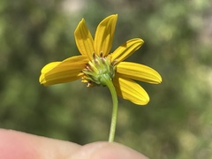 Bidens xanti