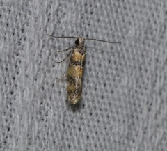 Promalactis lobatifera
