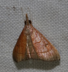 Hemiscopis sanguinea