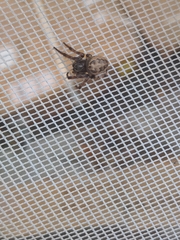 Larinioides cornutus