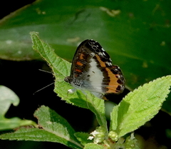 Nymphidium plinthobaphis