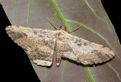 Ruttellerona pseudocessaria