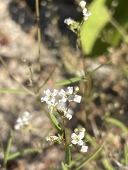 Stenotis arenaria