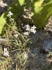 Stenotis arenaria