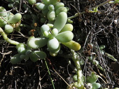 Sedum allantoides