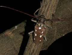 Batocera rubus