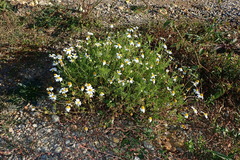 Anthemis maritima