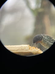 Ixothraupis rufigula