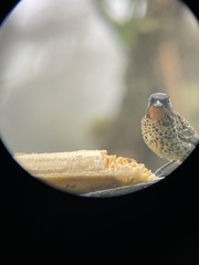 Ixothraupis rufigula