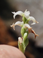 Spiranthes ovalis