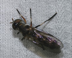 Spheginobaccha