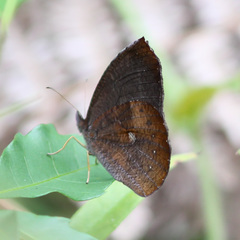 Godartiana muscosa