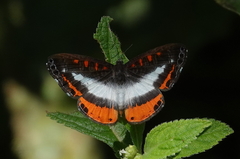 Nymphidium plinthobaphis