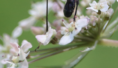 Stenorhopalus gracilipes