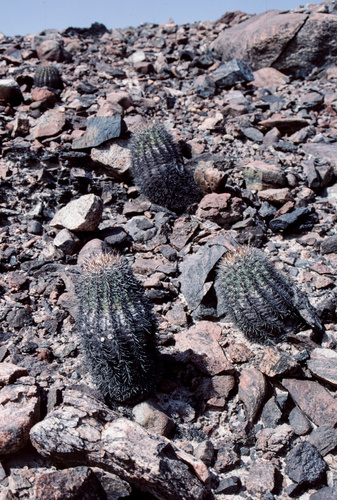 Eriosyce islayensis ssp. grandis