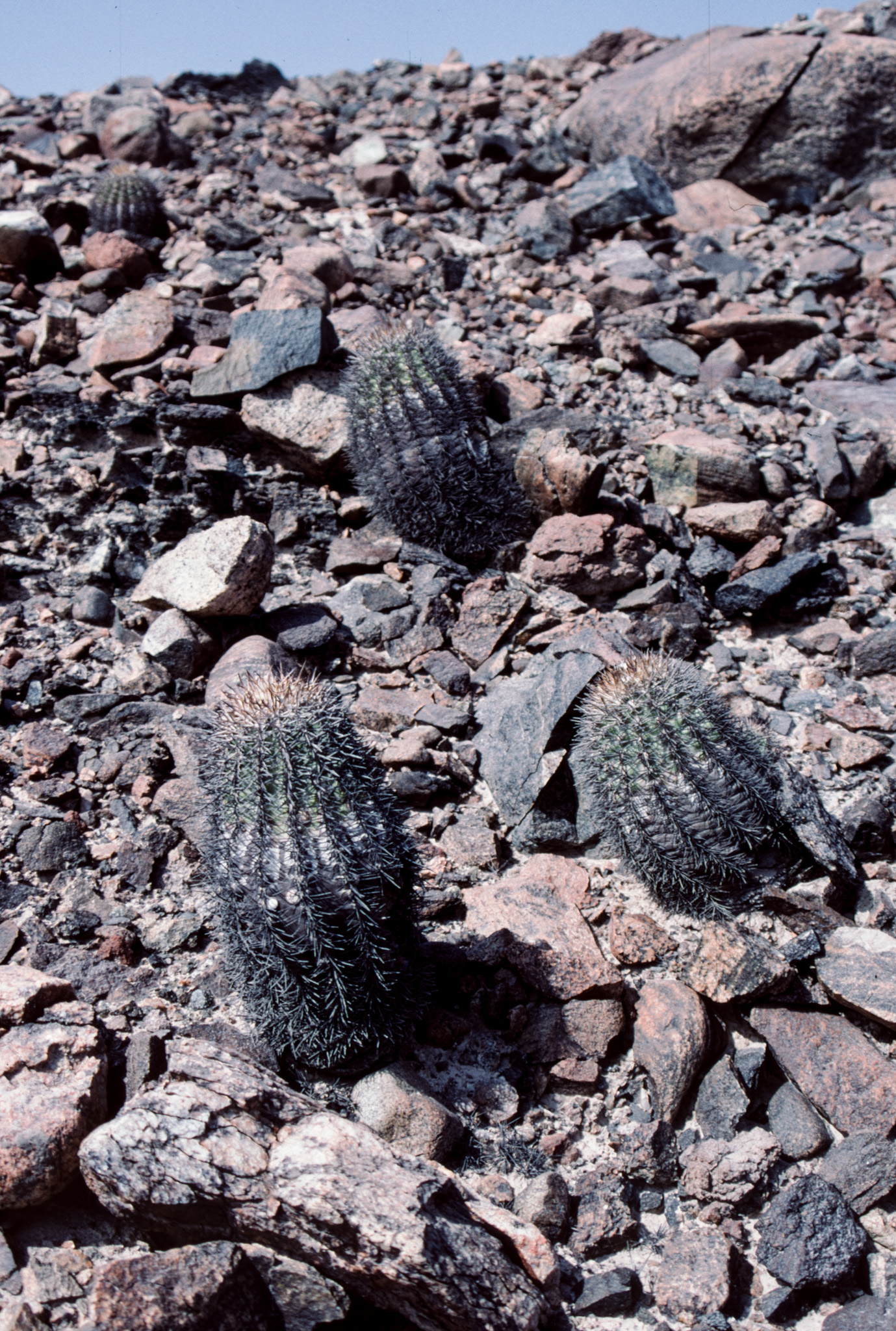 Eriosyce islayensis ssp. grandis