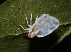 Borysthenes emarginatus