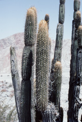 Weberbauerocereus weberbaueri