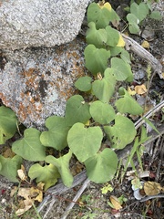 Ipomoea scopulorum