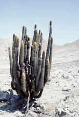 Weberbauerocereus weberbaueri
